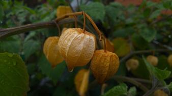 Uvilla Fruit Leaf close-up