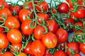 harvest of red tomatoes on a green branch