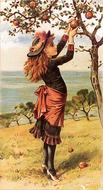 girl picks apples on a vintage picture