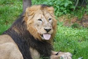 Indian Male Big Lion