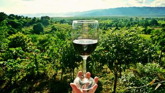 glass of white wine on the background of the vineyard