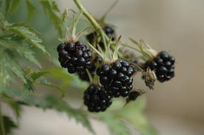 Natural Fruit Berries