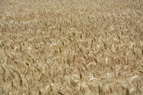Wheat Fields Agriculture