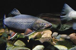 Colorful Eastern Brook Trout fish swimming in the water with colorful stones