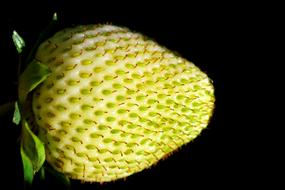 Green Strawberry seeds