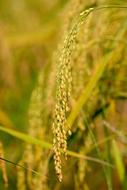 Asian yellow rice on the field