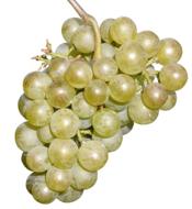 a bunch of white grapes on a white background