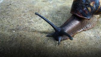 Achatina snail in Africa