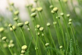 green olive herb, close-up