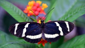 Exotic Philaethria Dido Butterfly