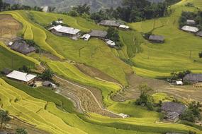 Vietnam Rice Field