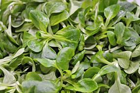 LambS Lettuce Salad Leaves