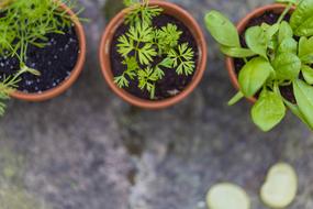 Herbs Rearing Bed