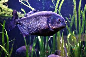 black fish near algae in the underwater world
