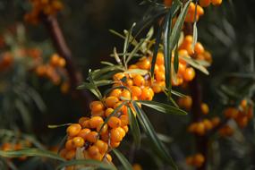 Sea-Buckthorn Sprig Branch at garden