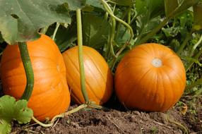 Pumpkin Vegetables Harvest in Garden