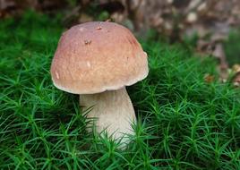 cep, green moss in the forest, close-up