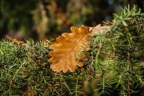 Close-up of the beautiful and colorful dry oak leaves on the green rosemary