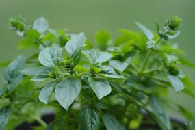Oregano Herbs Plant