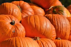 pile of big Orange Pumpkins close up