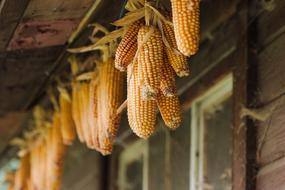 Food corns Agriculture Nature