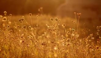 Beautiful and colorful plants and flowers on the meadow, in beautiful sunset