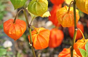 Close-up of the beautiful and colorful Physalis berries on the branches