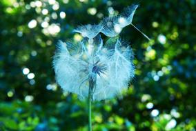 Dandelion Vegetation at Nature