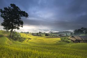 silk terraces in Vietnam