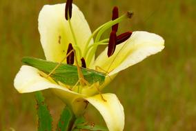 Close-up of the colorful grasshopper, on the beautiful and colorful lily flower, among the colorful grass