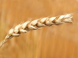 Wheat Field Cereals macro photo