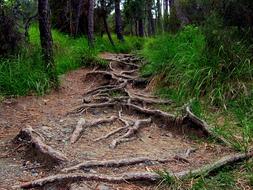 Road Roots in Forest