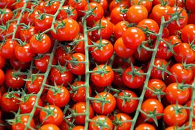 cherry tomatoes on the branches close-up