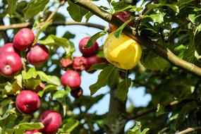 Apple Fruit Red