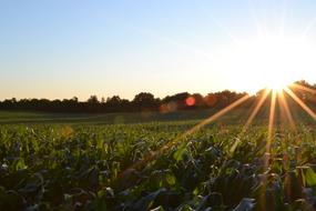 Corn Field Agriculture at sunlight