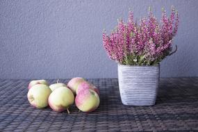 Beautiful and colorful apples near the pot of the purple flowers, on the still life
