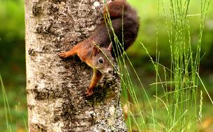 Cute Squirrel Nager on tree