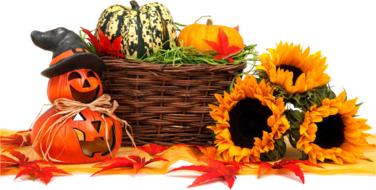 isolated autumn food thanksgiving