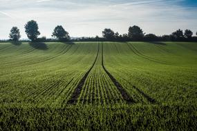 Agriculture Getreideanbau Cereals