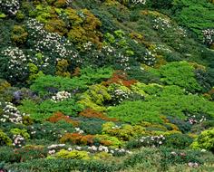 Vegetation in Yakushima Highland Yak