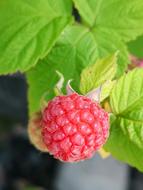 red Fruit Leaf Food