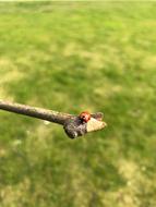 Close-up of the beautiful branch with cute and colorful ladybug, above the green grass