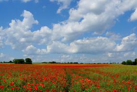 field with blooming poppies under the blue sky with clouds