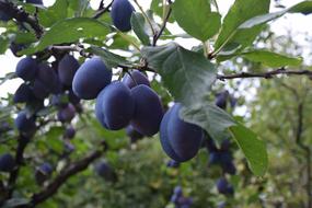 Plum Garden Tree