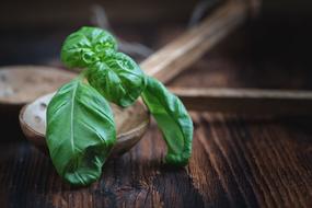 Basil Leaves Plant