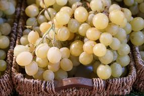 sweet ripe grapes in wicker baskets close up