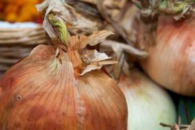 onion close-up