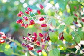 Close-up of the beautiful and colorful raspberries on the plants with leaves, in sunlight