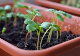 Beautiful and colorful radish sprouts with green leaves, in soil, in the pots with water drops