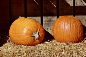 Orange Pumpkins Hay